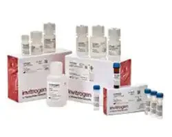 fluorescent-in-situ-hybridization-reagents image